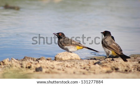 Red-eyed Bulbul - African Birds - Portrait of shining light on water and colorful plumage.