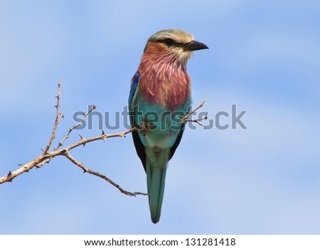 Lilac Breasted Roller - African Birds - With 42 Colors, this guy is a real treat for the eye.