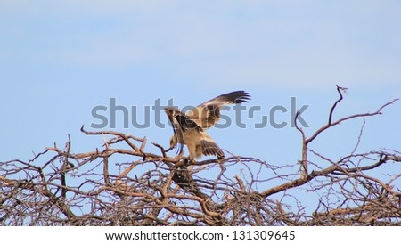 Wahlberg\'s Eagle - African Birds - Take off from a tree into the great blue beyond.  Photo taken on a game ranch in Namibia.