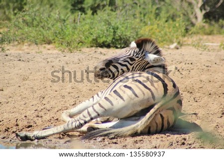 Zebra, Burchell\'s - Wildlife from Africa - And you had a tough day ?  Relaxing for a while, this mare takes things easy whilst her herd enjoys some refreshing water.