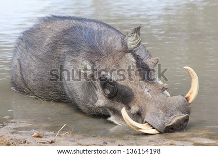 Warthog - African Wildlife - Taking it easy at the Pool !!  This boar relaxes in the cool shallow waters of a game watering hole on a game ranch in Namibia, Africa.