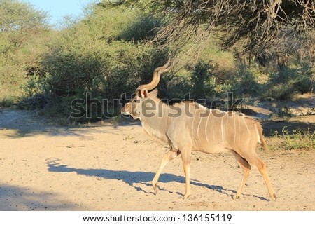 Kudu Antelope - Wildlife from Africa - A bull walks into the night after having drank water on a game ranch in Namibia.