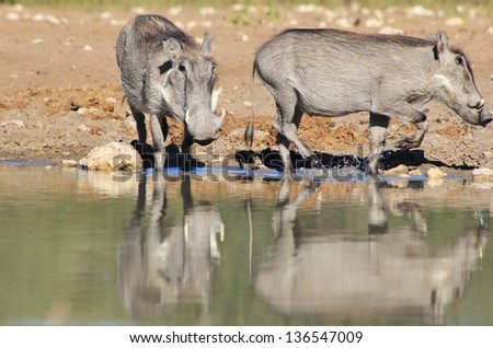 Warthog - Wildlife from Africa - Portrait of a male with warts and tusks protruding.  Water is life and life is bliss.