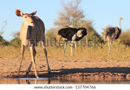 Kudu Antelope - Wildlife from Africa - A cow drinks water on a game ranch in Namibia, with Ostriches in the background, patiently waiting their turn.