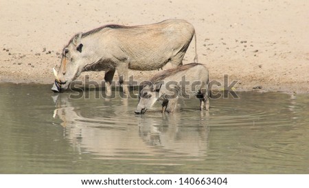 Warthog - Wildlife from Africa - Animal Moms.  A sow and her little one drinks water on a game ranch in Namibia.