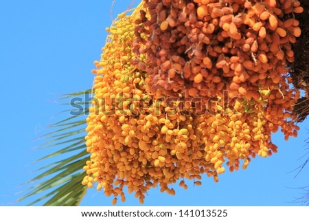 Date Fruit, Palm and Tree - With a crisp blue sky background, the delicious fruit is emphasized as it hangs in vines from the date palm tree.