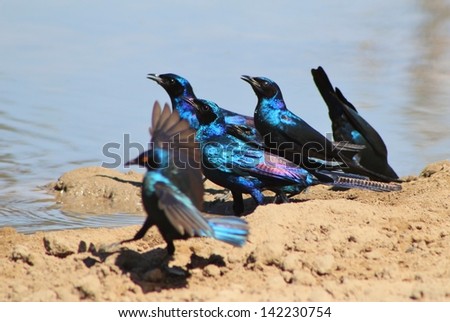 Starling, Glossy and Black-eared - Wild and Free Birds from Africa - Shine, Light and Gloss of Blue and Purple.  Photographed in Namibia.