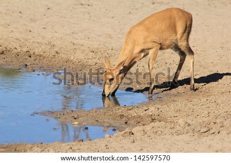 Duiker, Common Southern - Wildlife from Africa - Animal Background.  This beauty was photographed on a game ranch in Namibia.