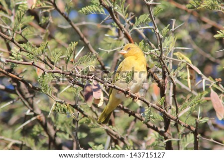Yellow Finch - Wild Birds from Africa - Portrait of yellow and white wonder.  Photographed in Namibia.