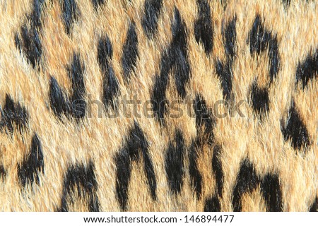 Leopard Skin - Real skin and pattern from Wild Africa, photographed in Namibia - Inspiring fashion through background color of golden rosettes.