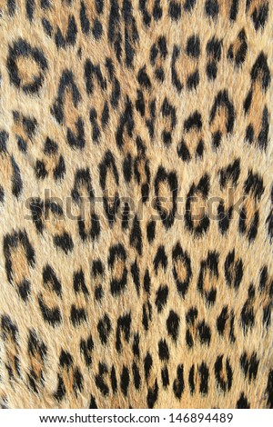 Leopard Skin - Real skin and pattern from Wild Africa, photographed in Namibia - Golden color of camouflage and background.