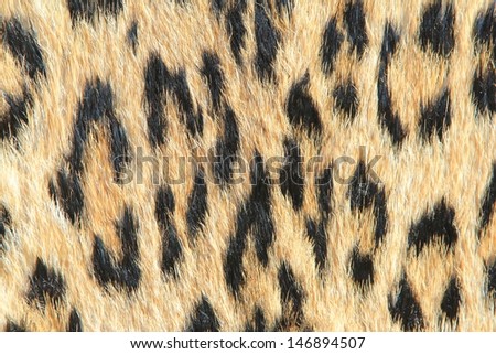 Leopard Skin - Real skin and pattern from Wild Africa, photographed in Namibia - Spotted Rosettes