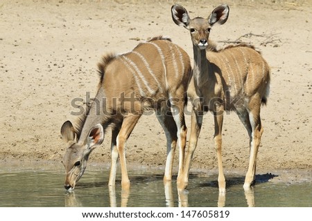 Kudu Antelope from Wild Africa - Animal Babies photographed in Namibia - Two calves pose for the camera, one clearly detecting a threat from the photographer.