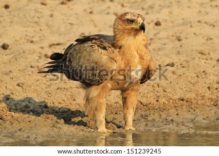 Tawny Eagle - Wild Bird Background from Africa - Youngster Innocence and Plumage