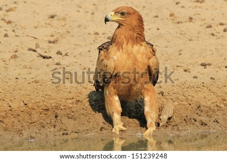Tawny Eagle - Wild Bird Background from Africa - Wonder of the Wilds