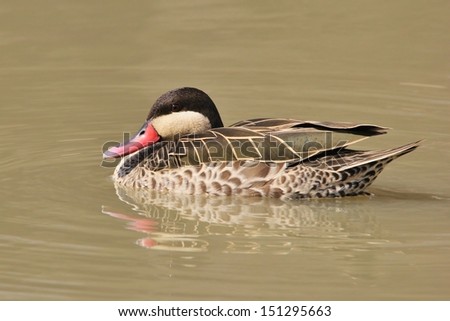 Red Billed Teal - Wild Game Bird Background from Africa - Swimming on gold