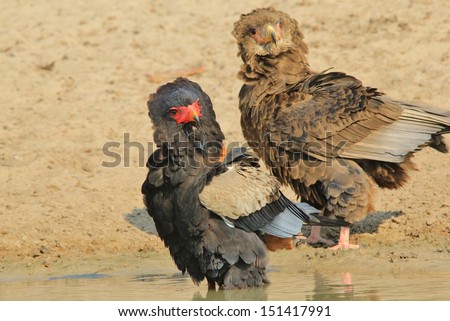Bateleur Eagle - Wild Raptor Background from Africa - Mother and Chick look up in unison - Fantastic image of animal moms and babies.
