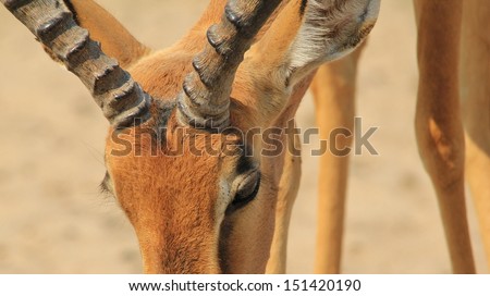 Impala, Common - Wildlife Background from Africa - Wide-screen image of an old red ram