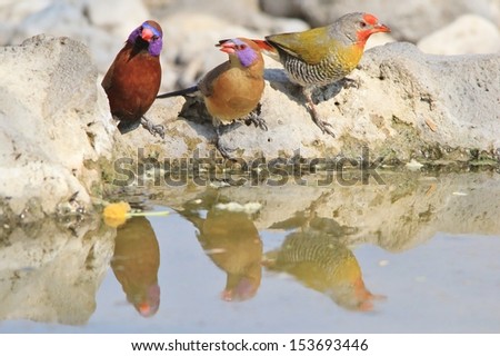 Melba Finch and Violet-eared Waxbill - Wild Bird Background from Africa - Mirror of Water and beauty through color