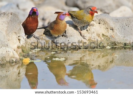 Melba Finch and Violet-eared Waxbill - Wild Bird Background from Africa - Trio of Color and beauty