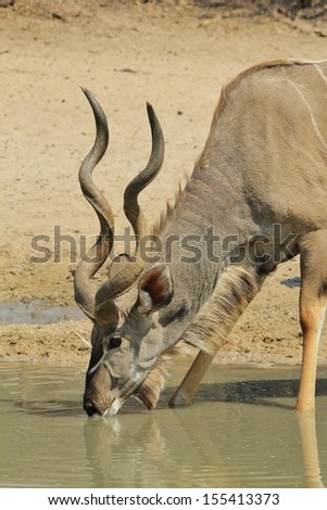 Kudu Antelope - Wildlife Background from Africa - Quenching thirst and loving life
