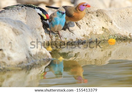 Blue Waxbill - Wild Bird Background from Africa - Sharing water with a Violet-eared Waxbill