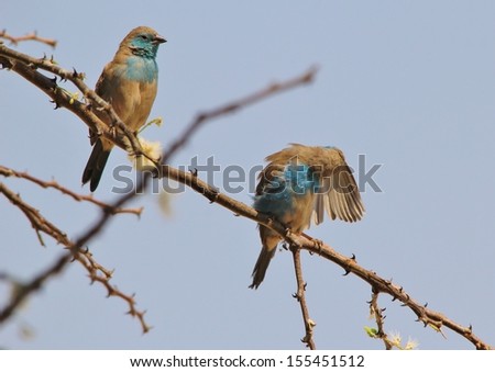 Blue Waxbill - Wild Bird Background from Africa - Grooming of beautiful feathers on a thorn bush