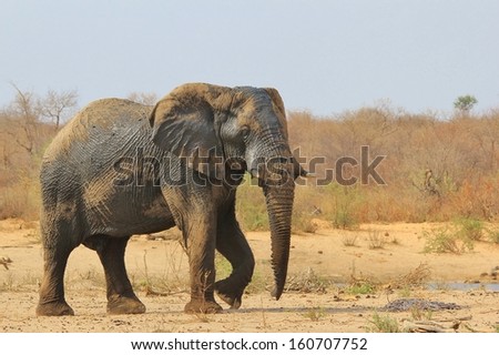 Elephant, African - Wildlife Background from Africa - The Real Giant from the Animal Kingdom.  An Endangered Species that leaves a massive impression.