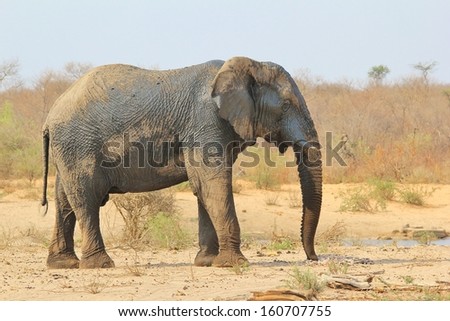 Elephant, African - Wildlife Background from Africa - The Real Giant from the Animal Kingdom.  An Endangered Species that leaves a massive impression.