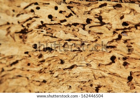 Textured Background of a Termite Damaged log - Wood beauty from Nature