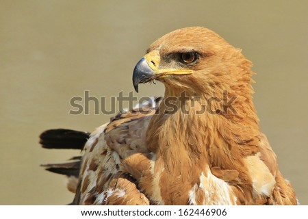 Tawny Eagle - Wild Bird Background from Africa - Golden Stare