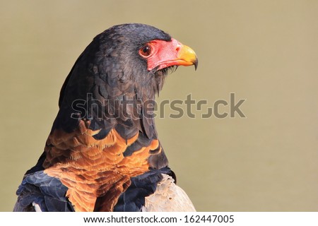 Bateleur Eagle - Wild Bird Background from Africa - Beautiful Grace of Color