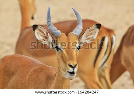 Impala, Common - Wildlife Background from Africa - Funny Nature and expressions of pleasure and joy
