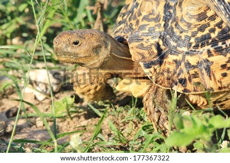 Leopard-skinned Tortoise - Wildlife Background from Africa - Nature\'s Iconic Slow Shell of Color