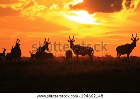 Animal Sunset of Gold - Wildlife Background from Africa - Red Hartebeest Herd of Color