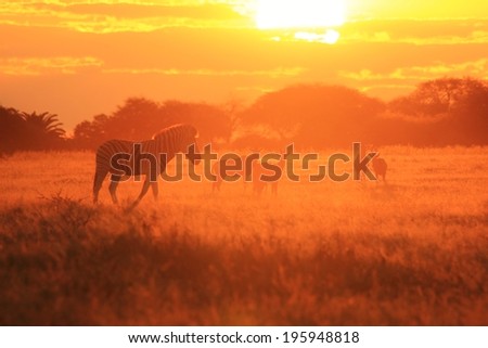 Zebra - Wildlife Background from Africa - Sunset Faded Shadows of beautiful colors in Nature