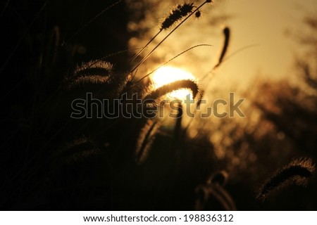 Nature Background - Wild Grass Colors from the Outdoors - Delicate Life