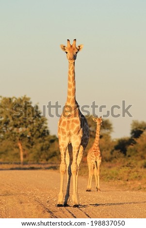 Giraffe Mom - Wildlife Background from Africa - Animal Babies in the Wild