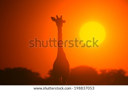 Giraffe - Wildlife Background from Africa - Golden Light and Nature Colors