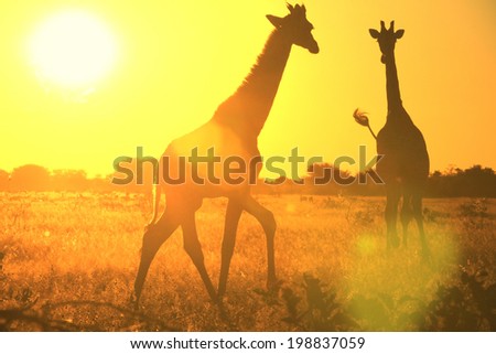Giraffe - Wildlife Background from Africa - Golden Light and Nature Colors