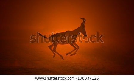 Red Hartebeest - Wildlife Background from Africa - Run of Golden Glow