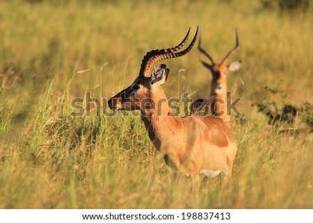 Impala - Wildlife Background from Africa - Ram of Color and Horn