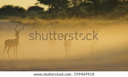 Impala - Wildlife Background from Africa - Contrasts and Contours from Nature