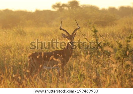 Impala - Wildlife Background from Africa - Pride, Power and Nature Pristine