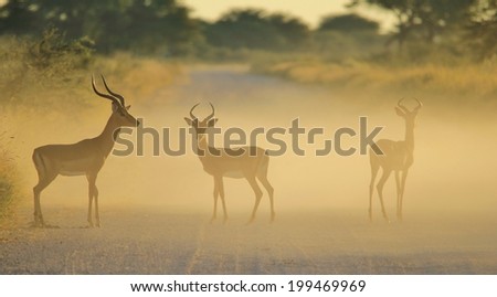 Impala - Wildlife Background from Africa - Symmetry and Contrasts from Nature