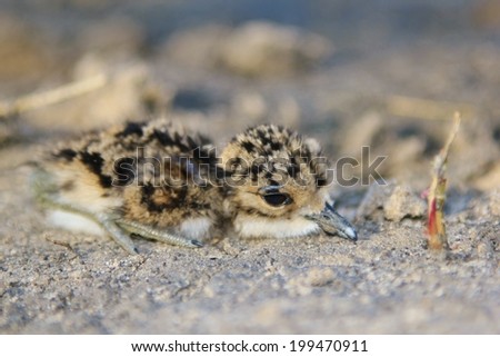 Blacksmith Plover Chick - Wildlife Background from Africa - Baby Animals and Adorable Feathers
