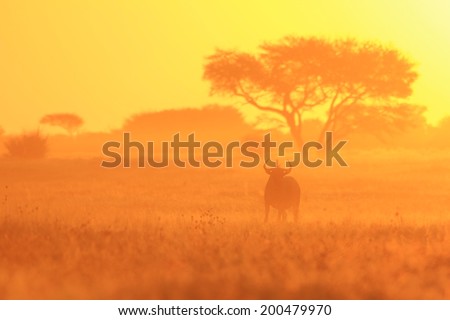 Blue Wildebeest - Wildlife Background from Africa - Running Dust of Sunset Gold
