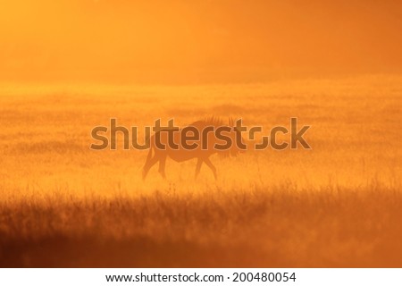 Blue Wildebeest - Wildlife Background from Africa - Running Dust of Sunset Gold
