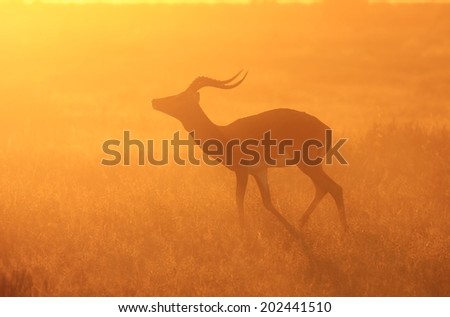 Impala - Wildlife Background from Africa - Loving the Sunset Run