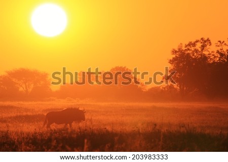 Blue Wildebeest - African Wildlife Background - Sunset Shadows of Gold